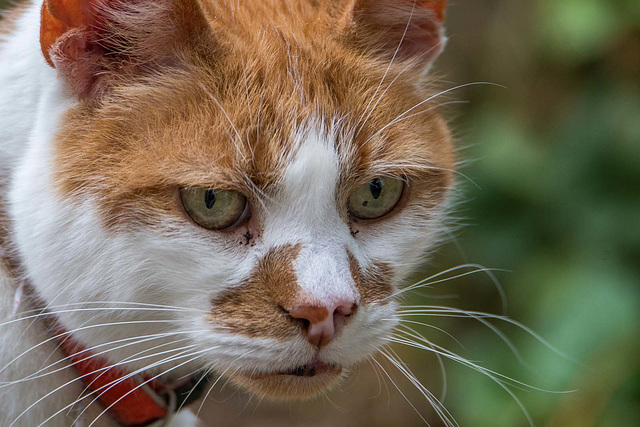 A garden visitor