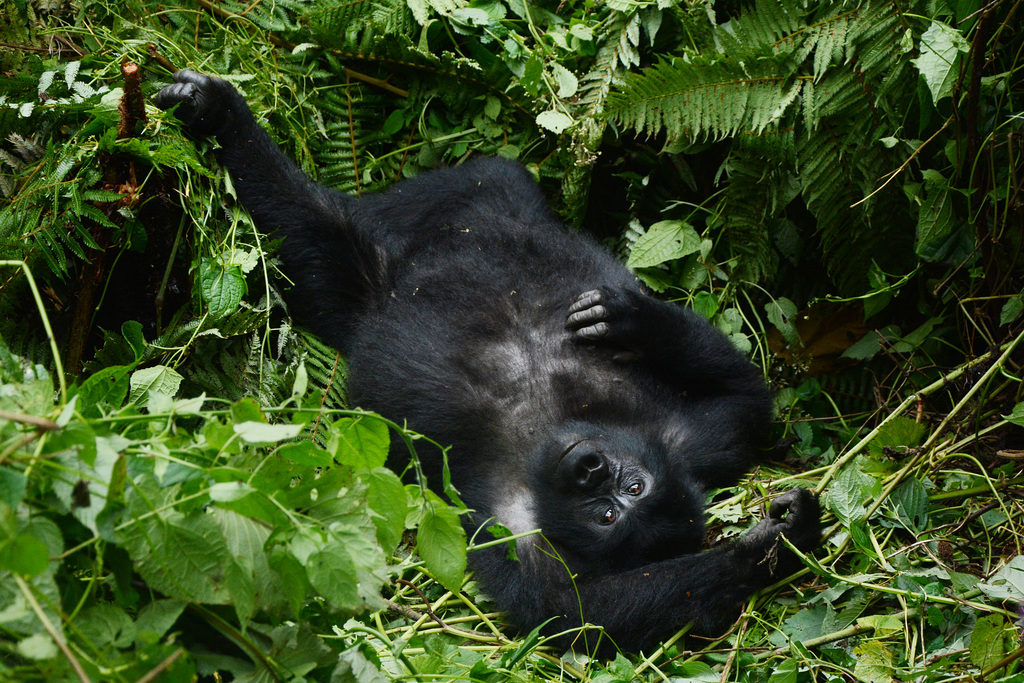 Uganda, Bwindi Forest, Young Gorilla is Resting