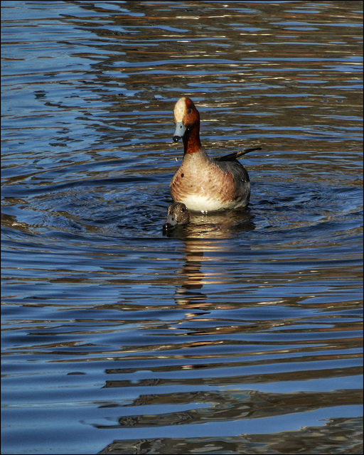 Dappling ducks