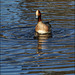 Dappling ducks