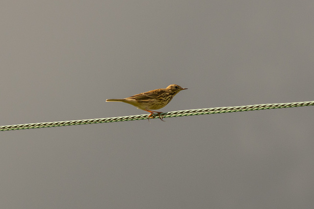 Meadow Pipit