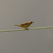 Meadow Pipit