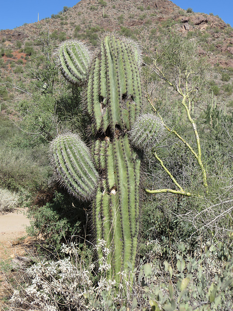 Saguaro Scarecrow