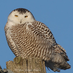 Harfang des neiges