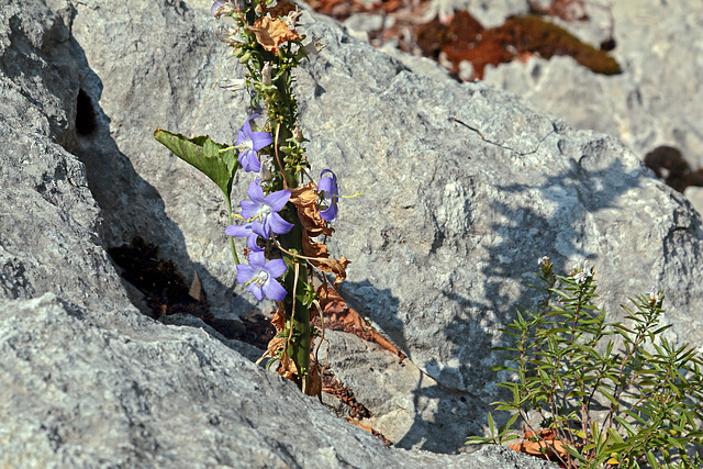 Nationalpark Paklenica - Glockenblume spec. (1)