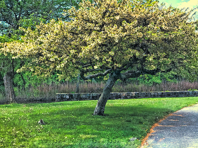 Green Landscape