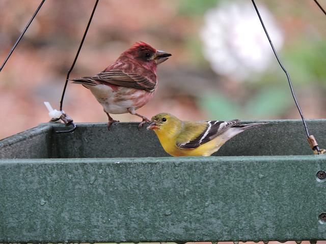 Purple Finch