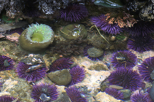 Tide Pool