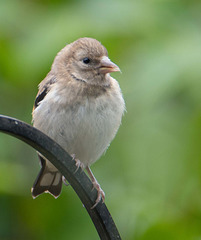 A young goldfinch