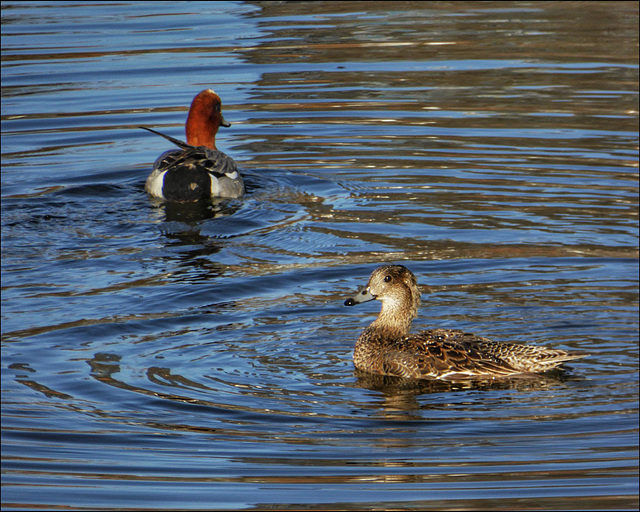 13SH A water bird (duck/swan/moorhen etc)