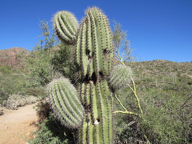 Saguaro Scarecrow