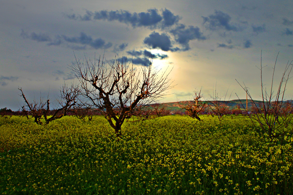 La moutarde des champs.