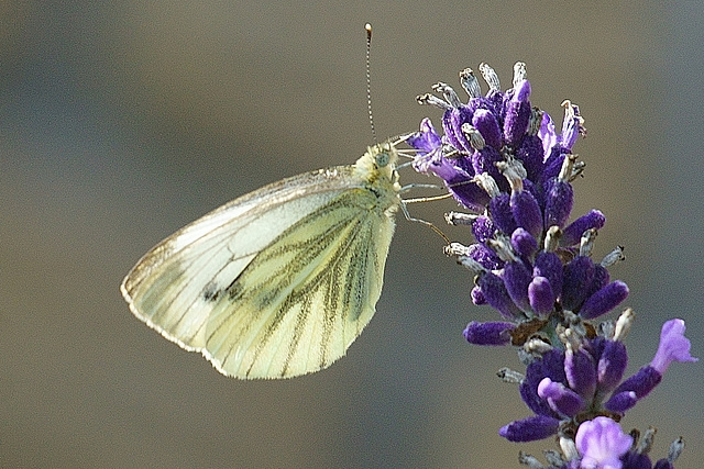 Pieris napi