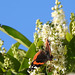 Red Admiral butterfly on Laurel. (2)