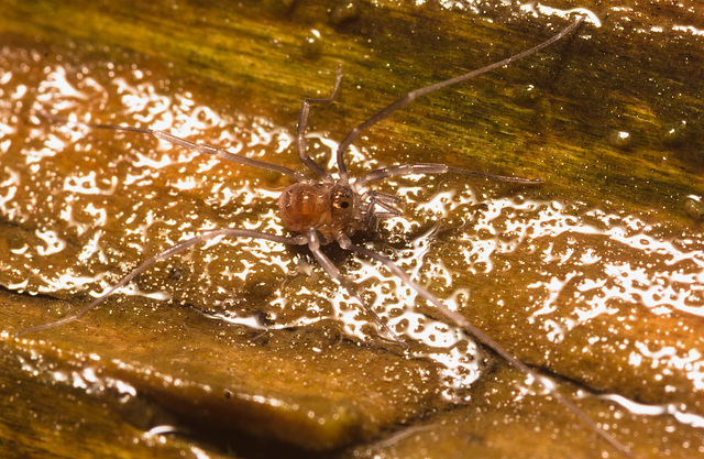 IMG 7383 Harvestman-1