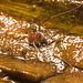 IMG 7383 Harvestman-1