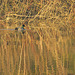 Mallard at golden hour