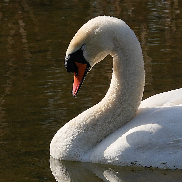 Schlafender Schwan