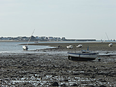 vive la pêche à pied