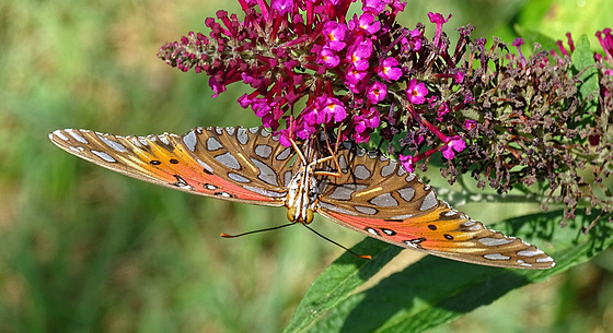 Upside down ! Gulf Fritillary (Agraulis vanillae)(f) on Buddleia