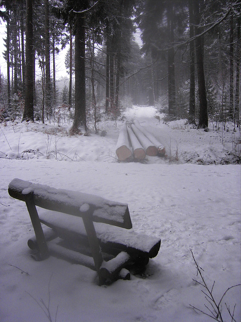 023 Winter in der Dresdner Heide