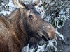 Moose in the mountains