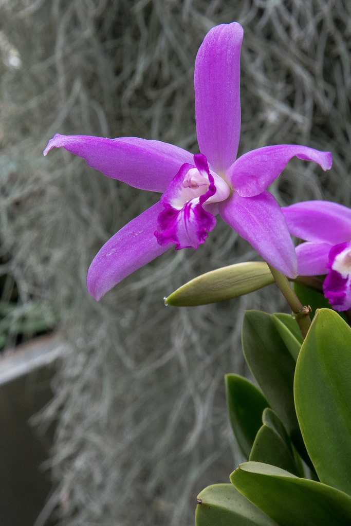 Laelia spec. - 2017-04-11_D500_DSC0087