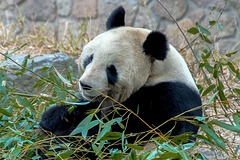 Giant Panda in Beijing zoo