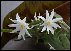 Hatiora hybride blanche (5)