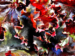 Heuchera 3