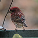 Purple Finch