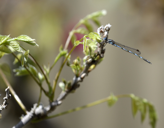 Dragon On the Bonsai Wisteria