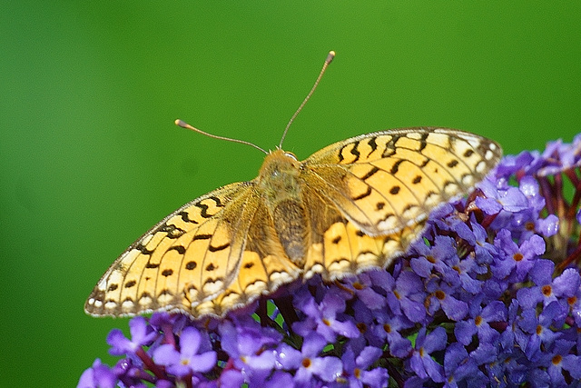 Großer Perlmutterfalter auf Sommerflieder