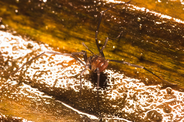 IMG 7384 Harvestman-2