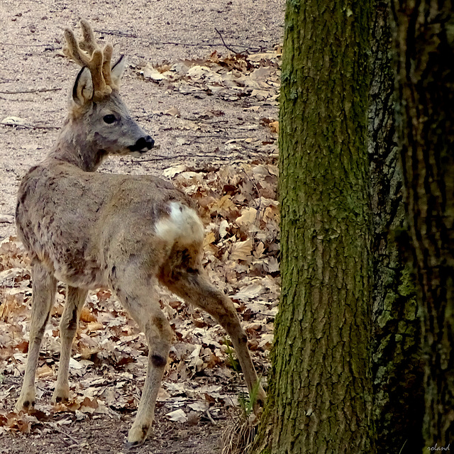 Brocard en pelage d'hiver et bois en velours