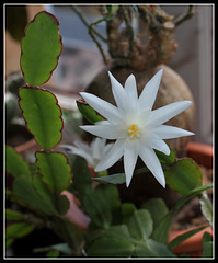 Hatiora hybride blanche (6)