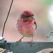 Purple Finch