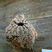 DSC01057 - abelha mandaçaia Melipona quadrifasciata quadrifasciata, Meliponini Apidae Hymenoptera