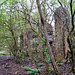 Old industrial workings in the wood near Home Farm