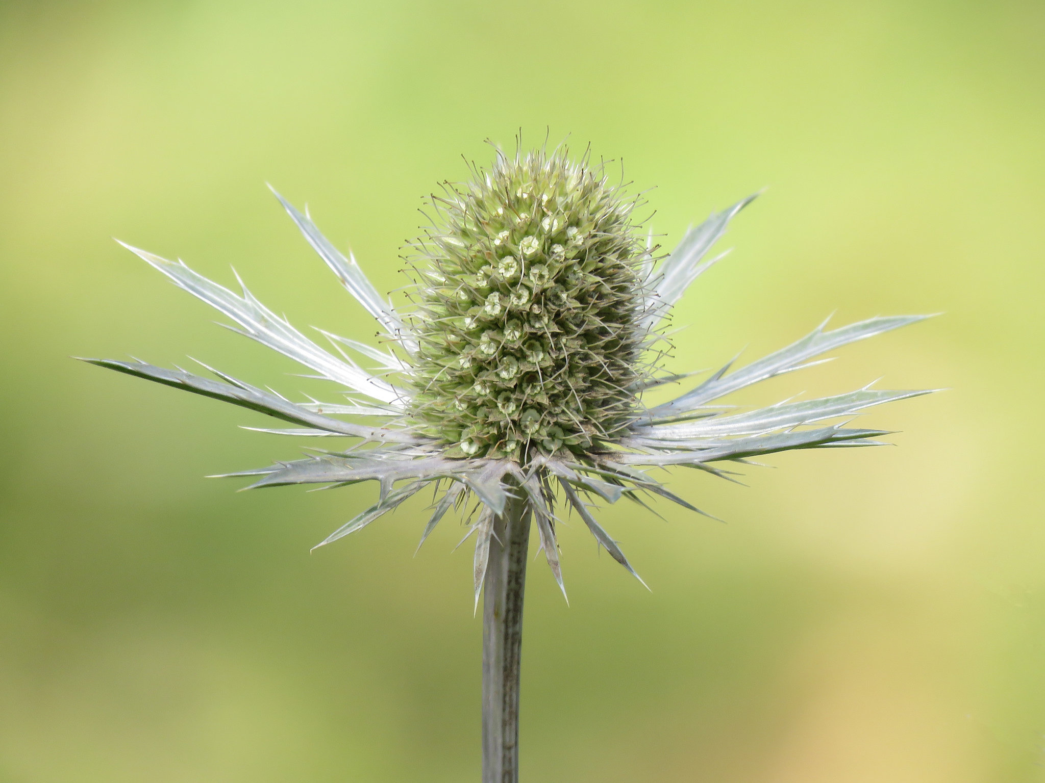 Sea Holly