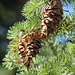 Douglas Fir cones