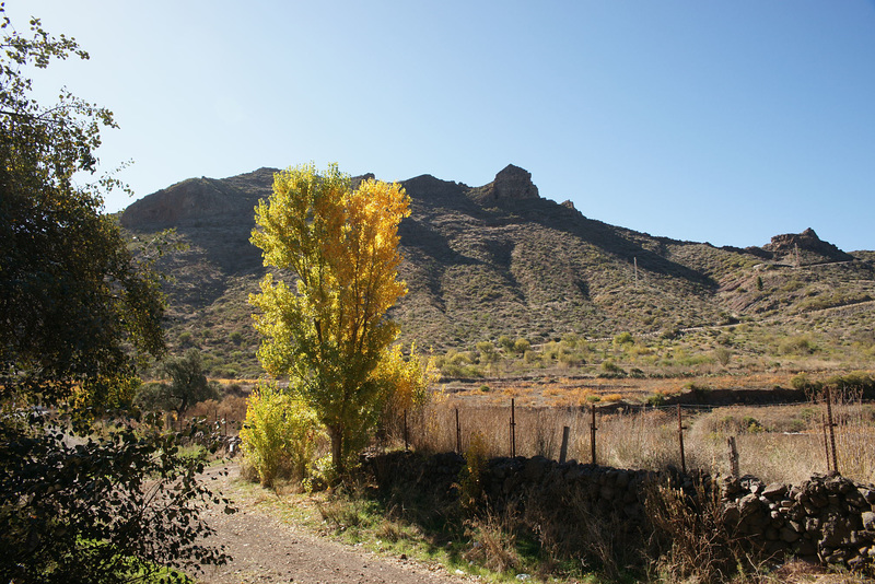 Autumn Colours In Santiago Del Teide