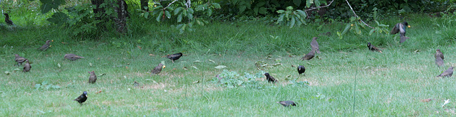 Gang des cerises pris en flagrant délit