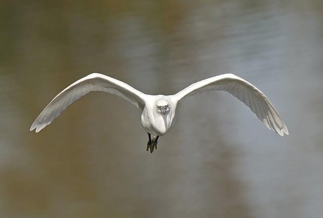 face à l'aigrette garzette