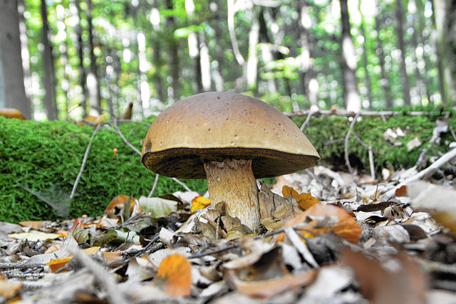 Maronen-Röhrling (Imleria badia)