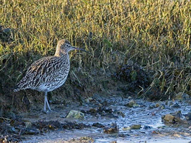 Curlew