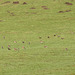 Fieldfare and Starlings