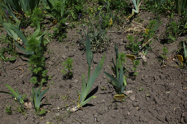 plantation iris Joosten