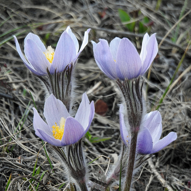 Prairie Crocuses