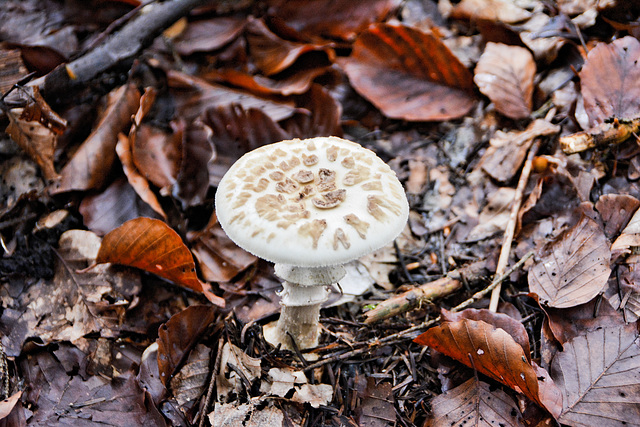 Grüner Knollenblätterpilz (Amanita phalloides)